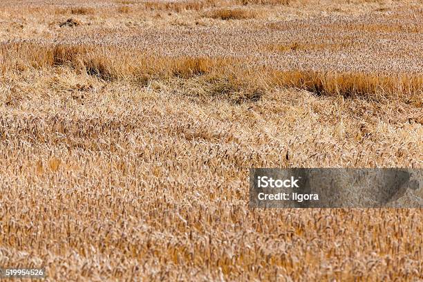 Foto de Destruído Pela Tempestade De Trigo e mais fotos de stock de Agricultor - Agricultor, Agricultura, Analisar