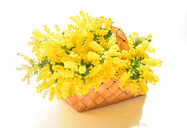 istock mimosa flowers on the basket 519955636