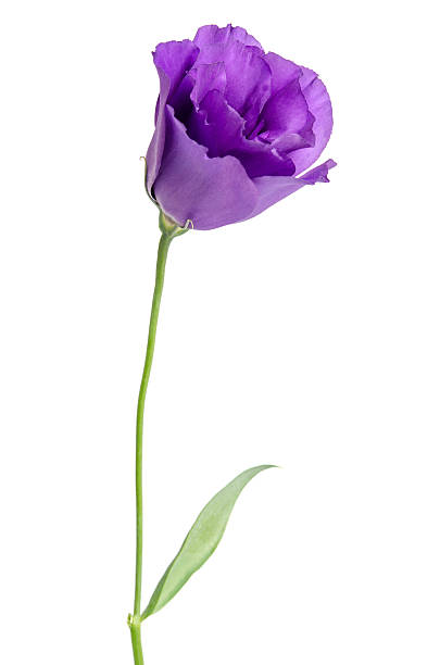 istock Beauty violet flower isolated on white. Eustoma 519955820