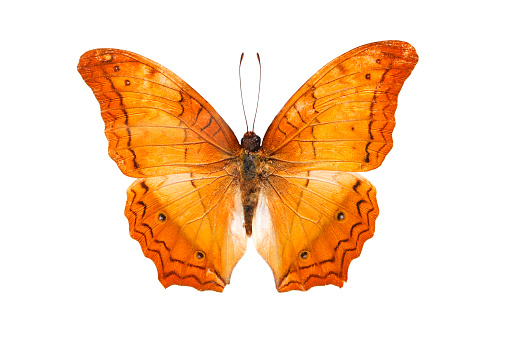 Common Cruiser (Vindula erota) butterfly isolated on white