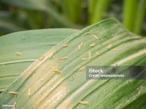 Foto de Milho e mais fotos de stock de Agricultura - Agricultura, Azul, Brilhante - Luminosidade