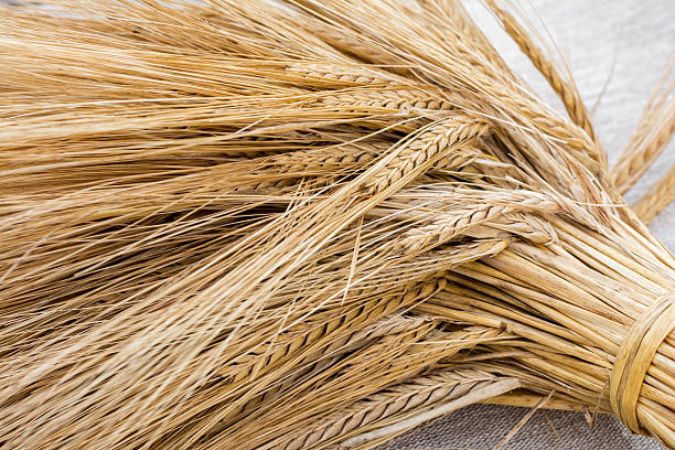 istock Sheaf of barley on linen background 519957330