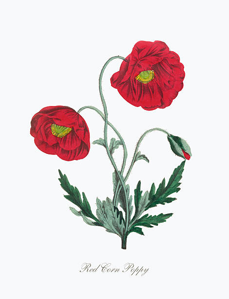 33,800+ Poppy Illustration Stock Illustrations, Royalty-Free Vector ...