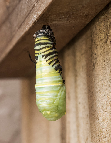 Monarch butterfly caterpillar with black, yellow, and white stripes becoming a chrysalis by shedding its final larval skin hanging from a brown wood fence.