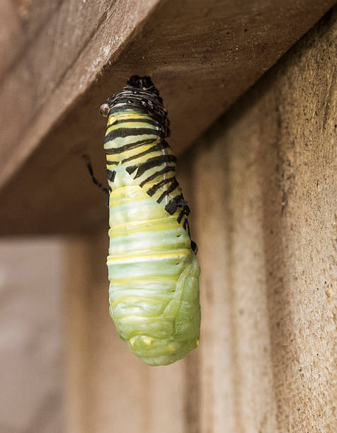 Monarch Caterpillar Metamorphosis stock photo