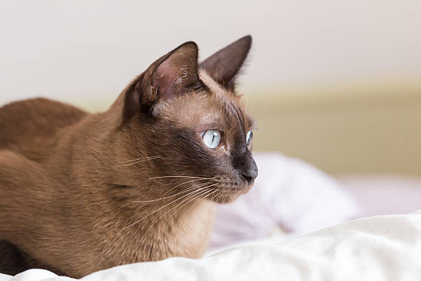 istock Siamese cat in portrait 519958294