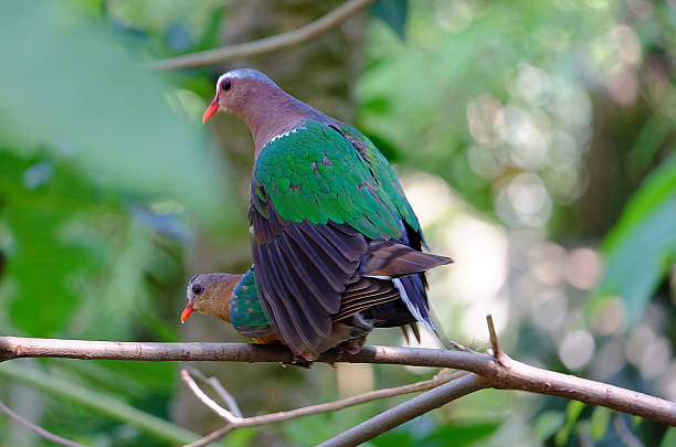 istock Dove couple,Bird,Green winged pigeon. 519958660