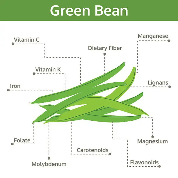 Vector illustration of green bean nutrient of facts and health benefits, info graphic