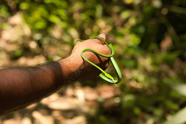 istock Guide takes slim green snake in hand in Sigharaja Forest 519959232