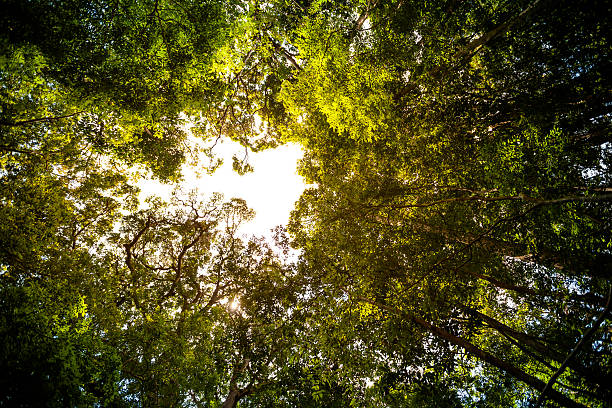 istock Sunlight goes through green leaves of tropic forest 519959570
