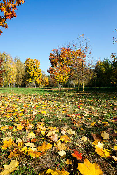 istock fallen leaves of trees in the park 519959904