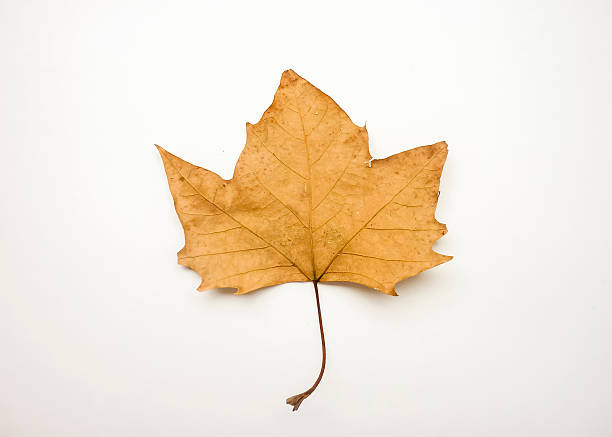 istock Isolated Dry Dead Leaves in White Background 519960784
