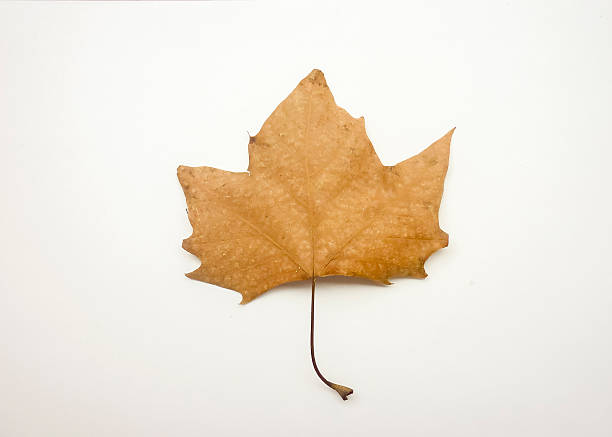 istock Isolated Dry Dead Leaves in White Background 519960804