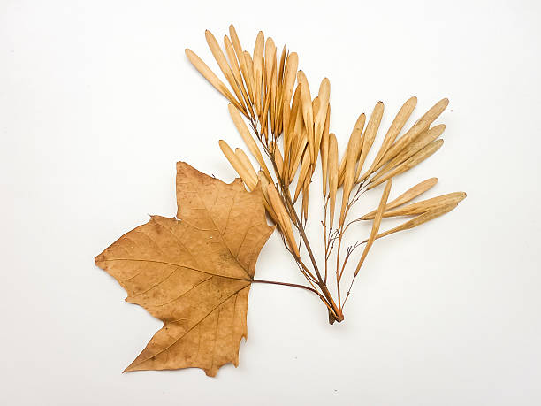 istock Isolated Dry Dead Leaves in White Background 519960844