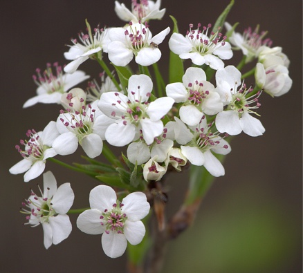 Close-up of Bradford Pear Tree blossoms.