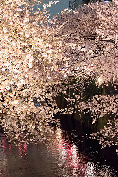 istock Cherry Blossom Night Illumination at Tokyo, Japan 519960920