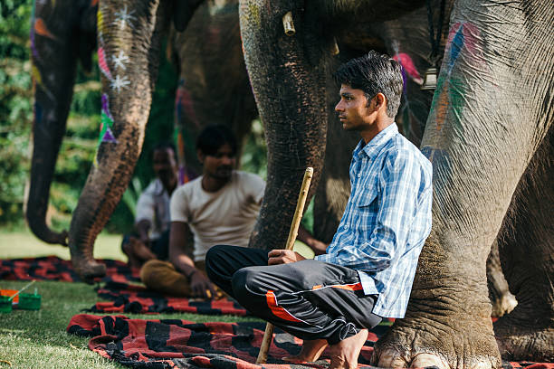 istock Indian mahouts and beautiful decorated elephants 519961950