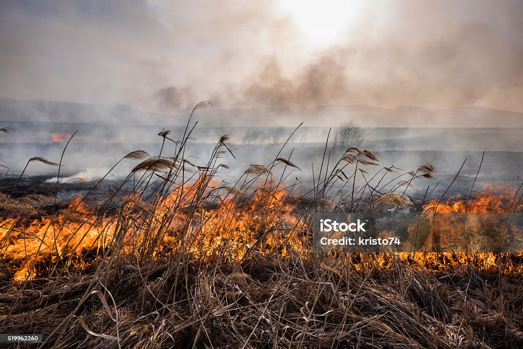 Burning reeds at sunset. Cleaning the fields of the reeds and dry grass. Accidents and Disasters Stock Photo