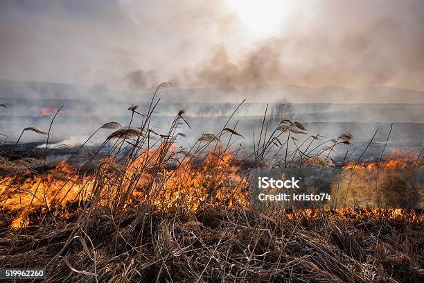 Burning Reeds At Sunset Stock Photo - Download Image Now - Accidents and Disasters, Agricultural Field, Agriculture