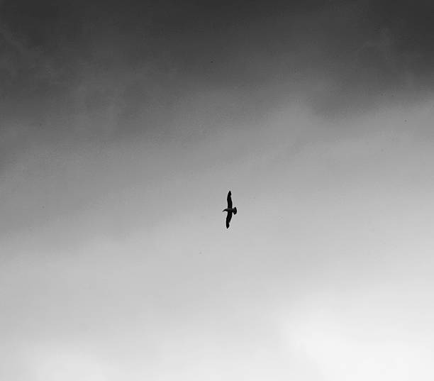 istock bird in the sky - black and white 519962834