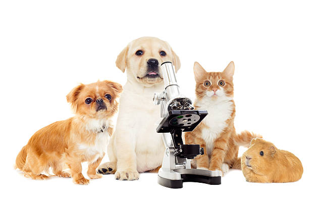 istock labrador puppy and kitten, looking 519963528