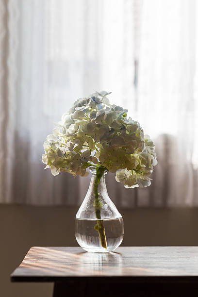 istock White hydrangea flower in glass vase on  the table 519963854