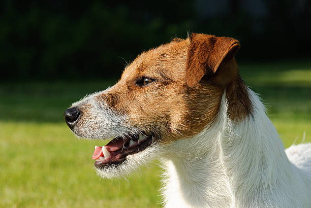 istock Jack Russell Terrier breed puppy dog portrait (side view) 519964068