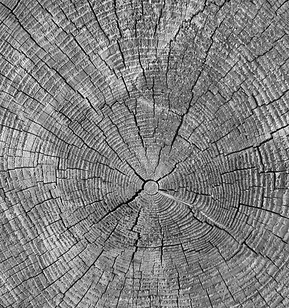 istock close-up wooden cut texture background 519964312