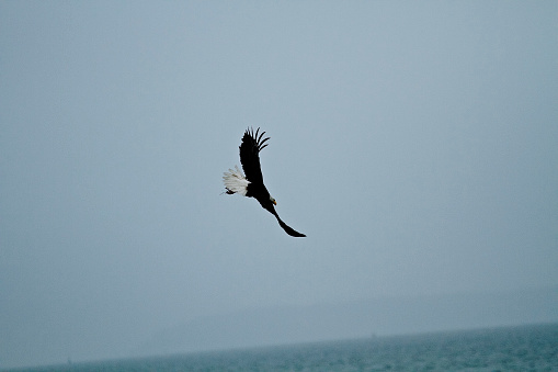 Eagle flying, soaring over water with wings spread