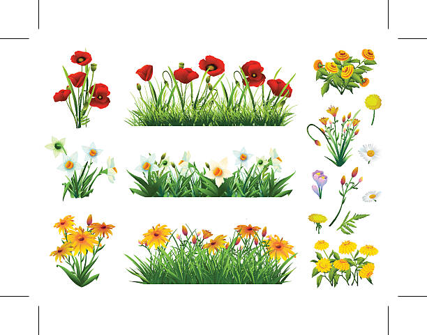 illustrazioni stock, clip art, cartoni animati e icone di tendenza di fiori ed erba - flower bed gardening flower field