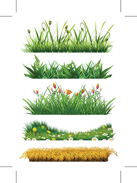 Fresh grass Grass set of vector elements. Fresh grass. Nature and ecology bush isolated white background plant stock illustrations
