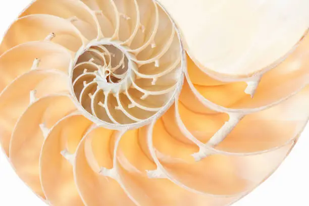 Photo of Nautilus shell section pattern background