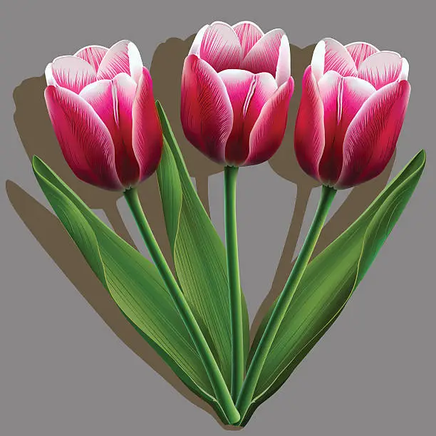 Vector illustration of Bouquet of pink tulips on gray background with shadow