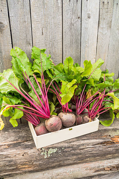 istock Eco beets in the garden 519966932