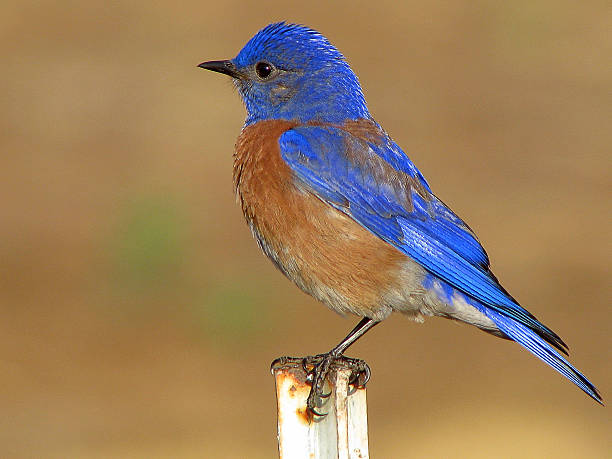 istock The Majestic Western Bluebird 519967528
