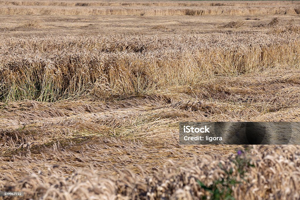 Destruído pela tempestade de trigo - Foto de stock de Agricultor royalty-free