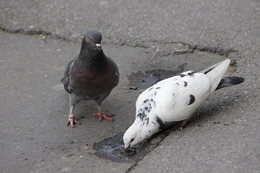 One Feral Pigeon standing in alert, the other white is drinking the water on the street