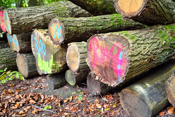 tagged pile of wood, stack of tree trunks in an autumn forest