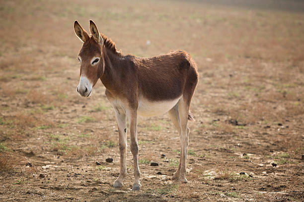 animal, donkey, small, horse, mammal, farm, park, winter, snow, field, brown, pasture, meadow, agriculture, beautiful, cute