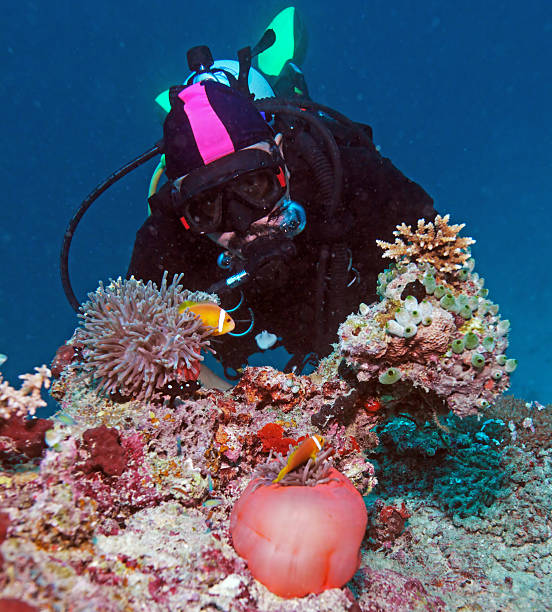 istock Big Purple Anemone and Scuba Diver 519972109