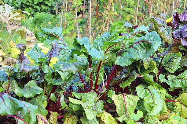 Photo showing a row of lush green and purple beetroot leaves / beets - Latin name: Beta vulgaris.  These purple beetroot plants are growing in a shared allotment garden plot / vegetable garden.