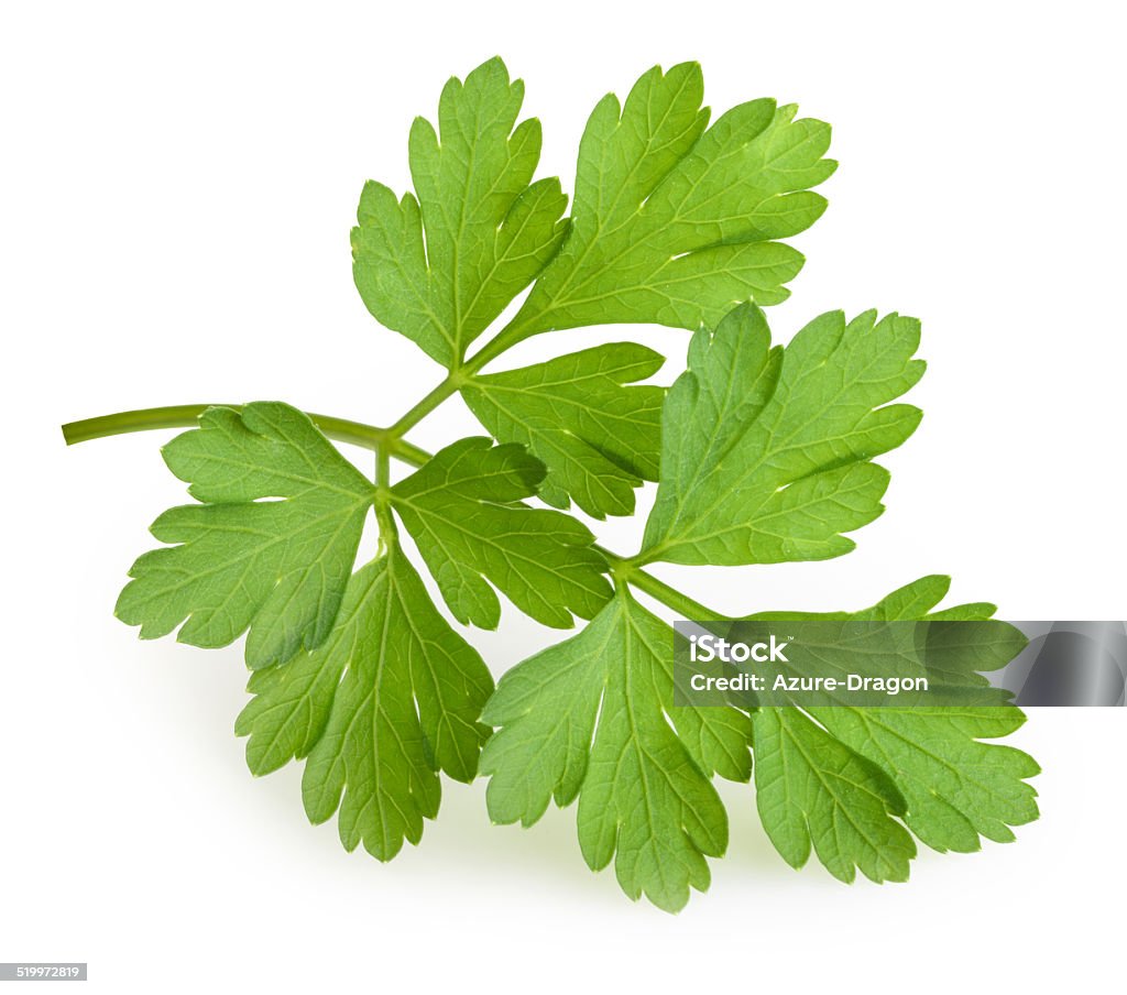 parsley isolated Parsley Stock Photo