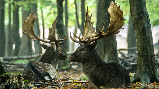 Bachelor herd Fallow deer (Dama dama) lying down during fall in an Octotober broad leaf fores in Scandinavia