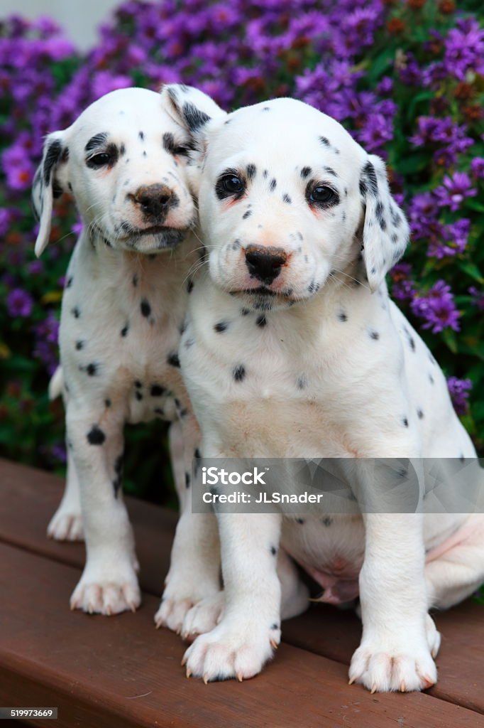 Two Dalmatian puppies on bench Two adorable spotted Dalmatian puppies sitting on bench with flowers in the background. Dalmatian Dog Stock Photo