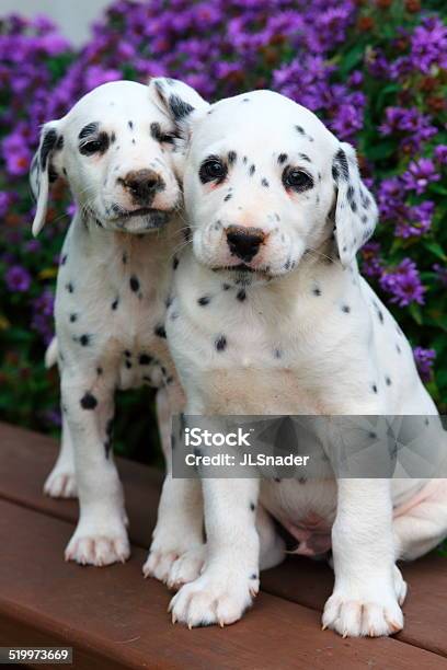 Two Dalmatian Puppies On Bench Stock Photo - Download Image Now - Dalmatian Dog, Puppy, Animal
