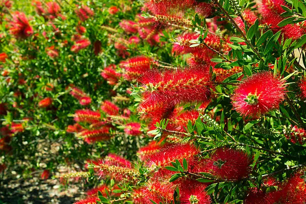 Bottlebrush flowers, a native plant of Australia.