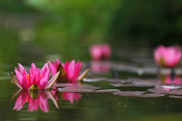 waterlilly rose avec réflexion et lilly feuille - lotus reflection flower single flower photos et images de collection