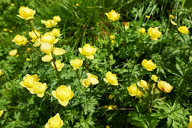 Flowering globe-flower (Trollius europaeus).