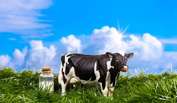 Holstein cow in the field under blue sky.