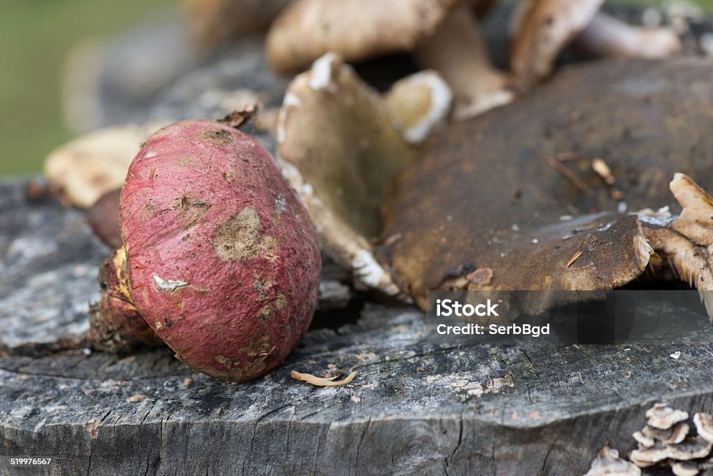 Mushroom In Forest Autumn Stock Photo